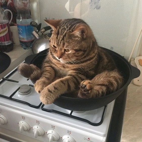 Gambar kucing gemuk yang sedang duduk di atas wajan penggorengan
