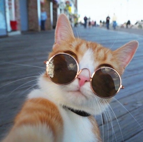 Kucing dengan gaya selfie