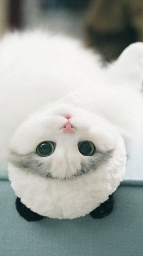 pp wa kucing putih
