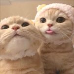 Foto Pp Wa Kucing Lucu Imut Gemoy Sedih Oren Kacamata