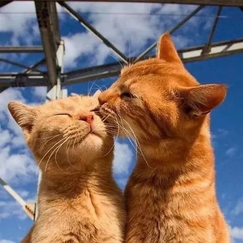 foto kucing couple oren