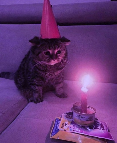 pp wa kucing ulang tahun