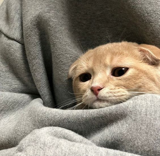 gambar kucing sad
