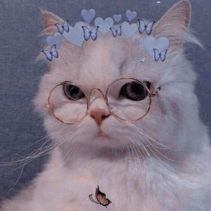 30+ Foto PP WA Kucing Lucu, Imut, Gemoy, Sedih, Oren, Kacamata
