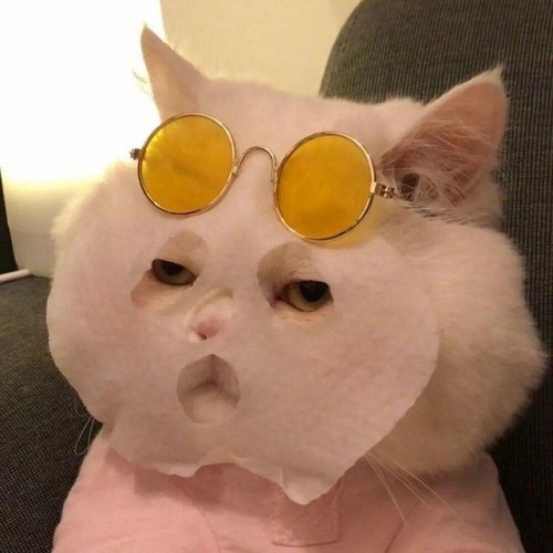 Kucing dengan masker wajah