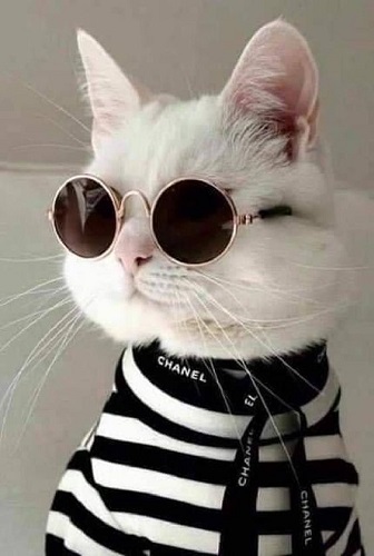 pp wa lucu kucing kacamata